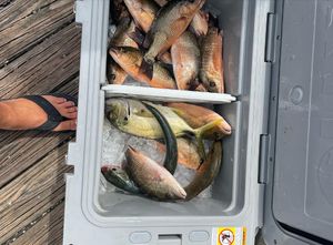 Bucket of Red Snappers Florida 2022